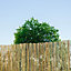 Natural Reed Garden screen (H)1.8m (W)3m