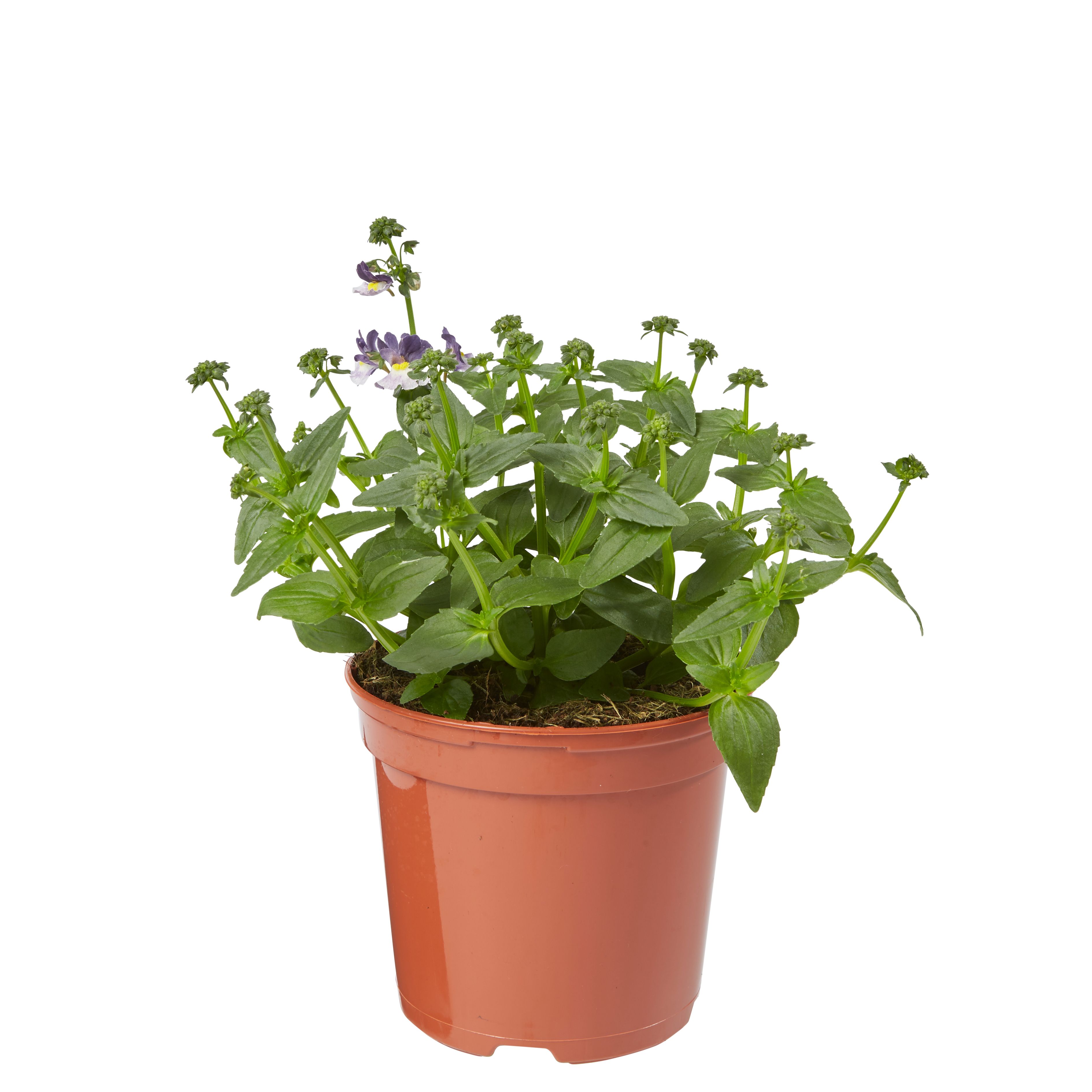 Nemesia Summer Bedding plant 13cm, Pack of 4