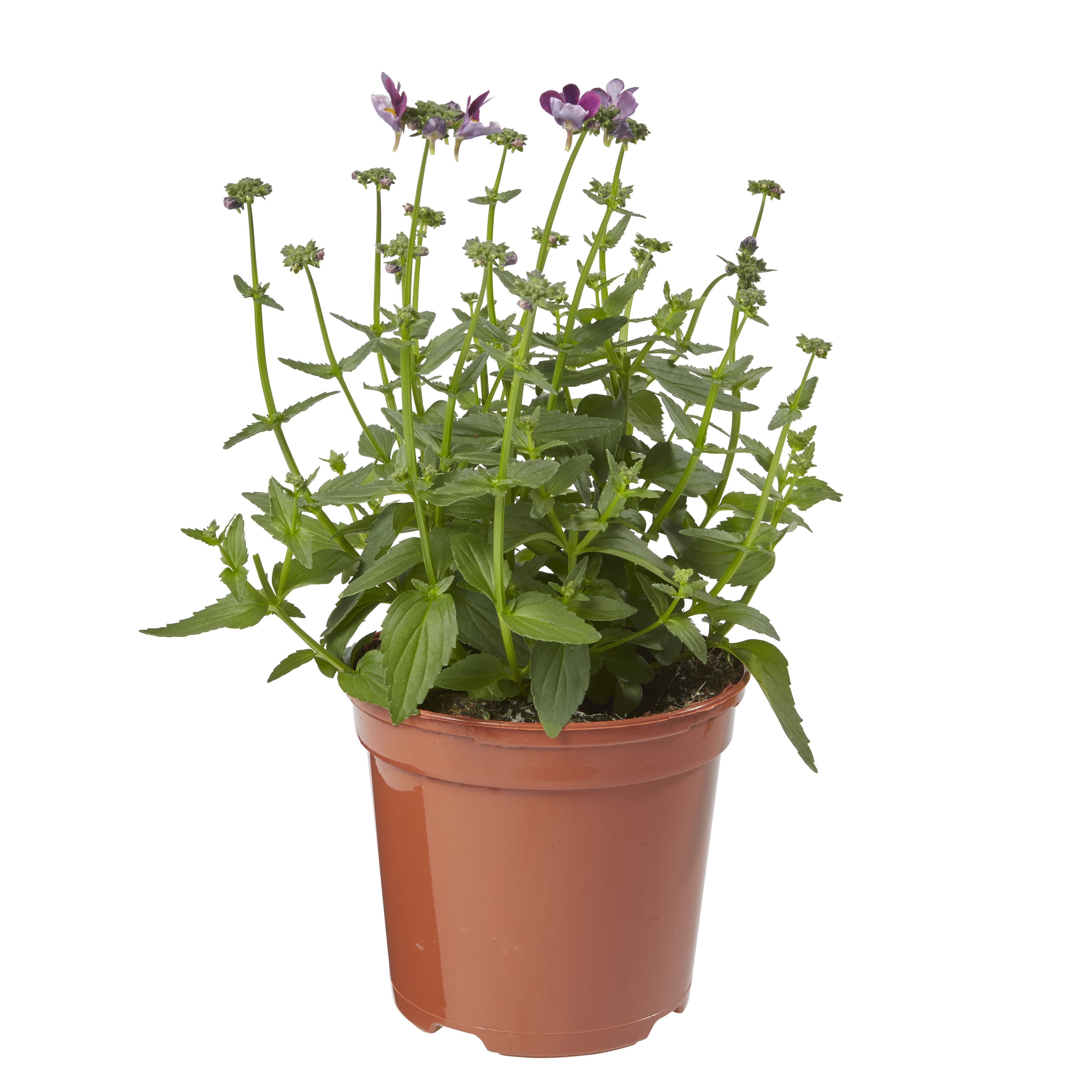 Nemesia Summer Bedding plant 13cm, Pack of 4
