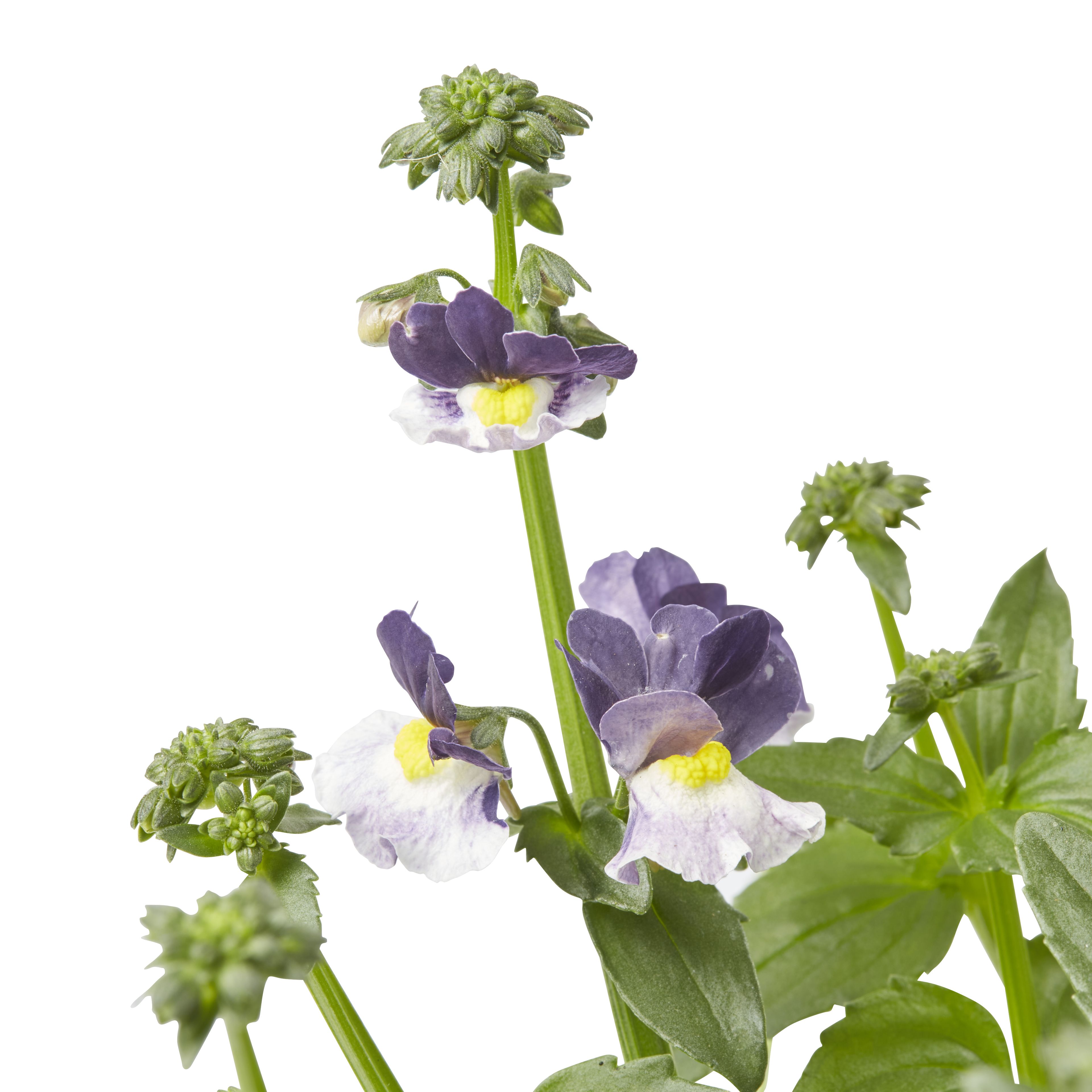 Nemesia Summer Bedding plant 13cm, Pack of 4