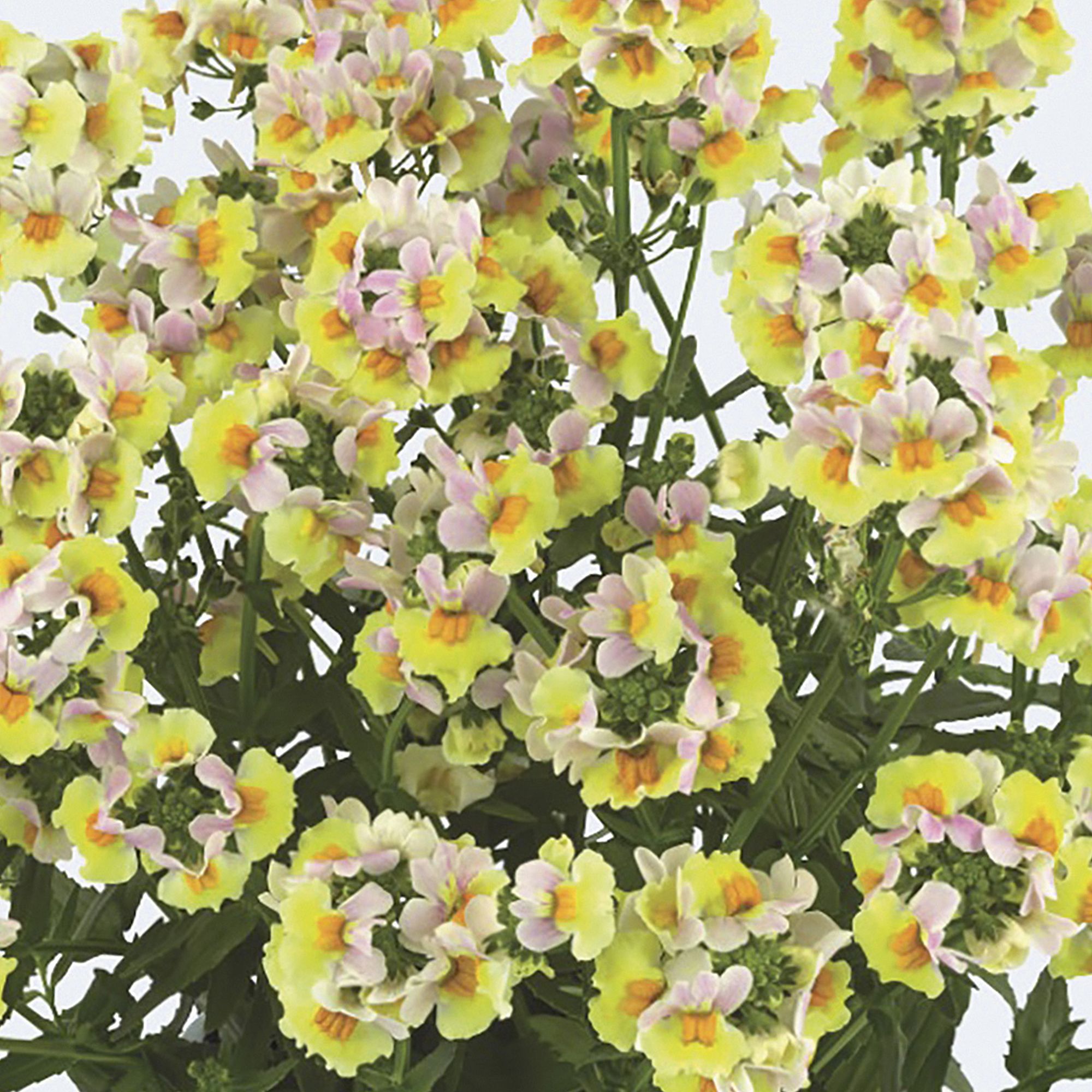 Nemesia Summer Bedding plant 13cm, Pack of 4