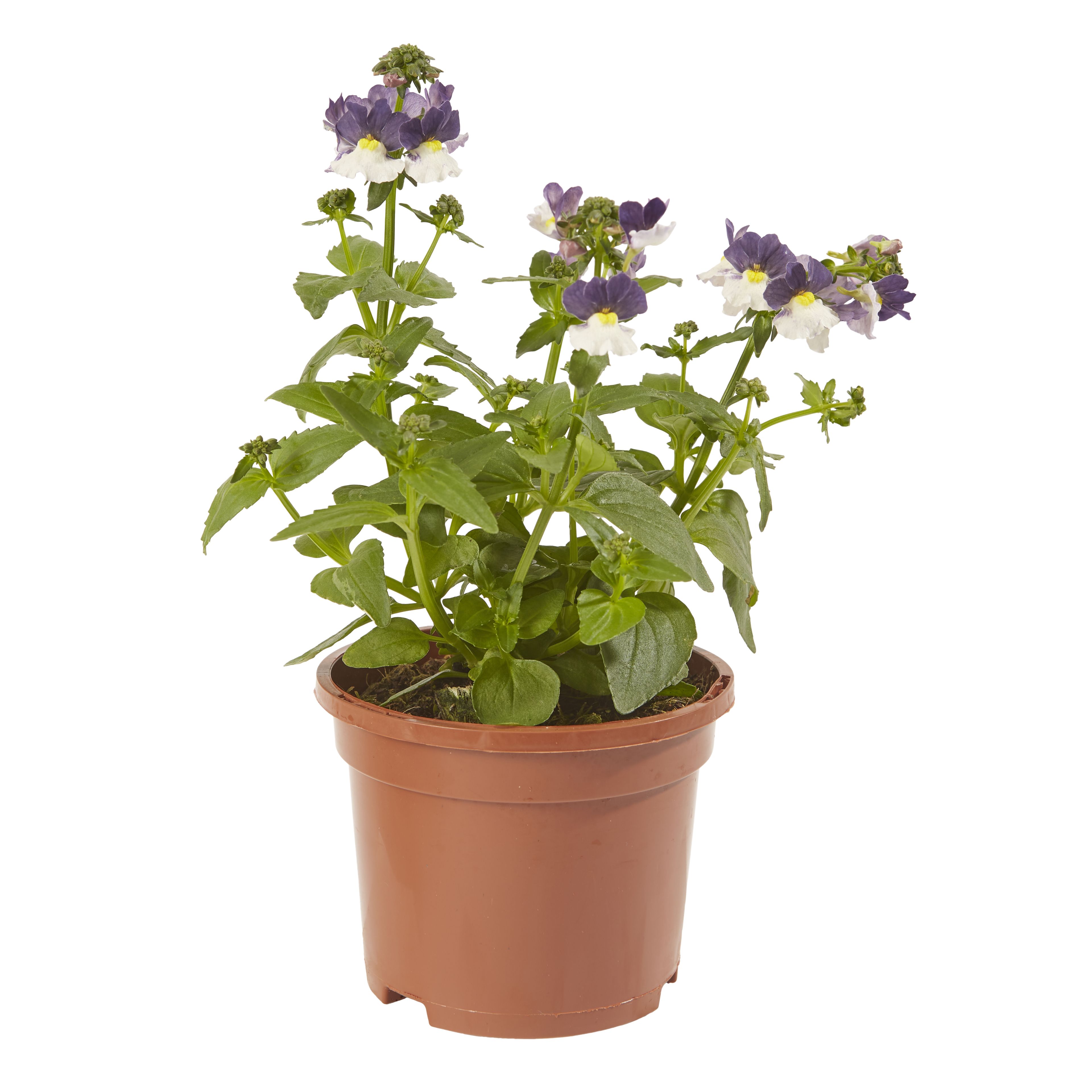 Nemesia Summer Bedding plant, Pack of 6 DIY at B&Q