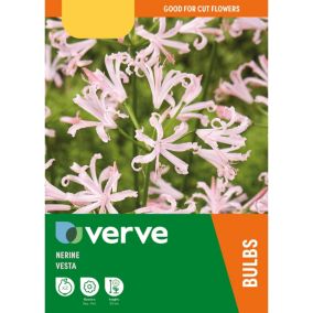 Nerine Vesta Pale Pink Flower bulb Pack of 2