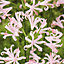 Nerine Vesta Pale Pink Flower bulb Pack of 2