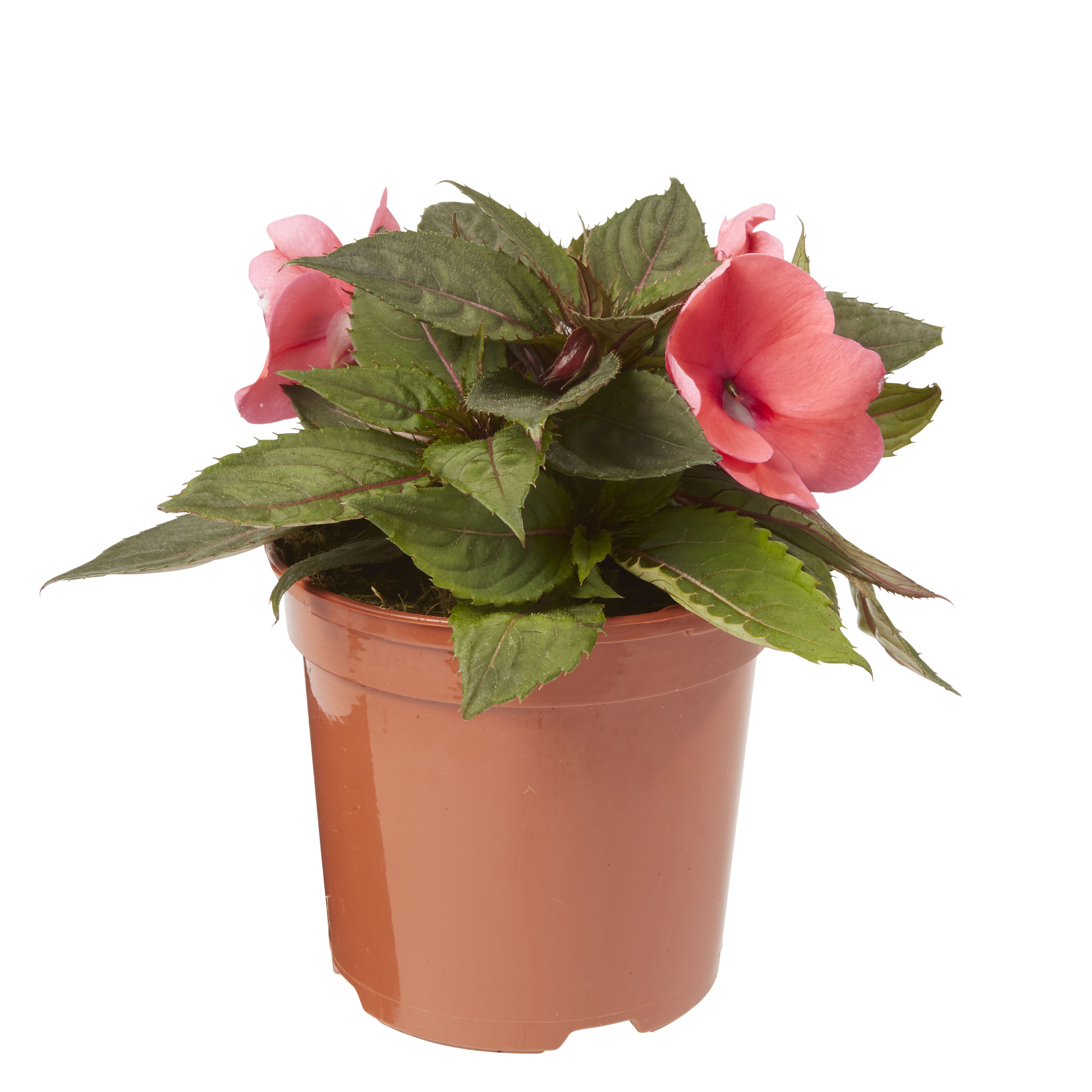 New Guinea Impatiens Deep Rose Summer Bedding plant 13cm, Pack of 4 | DIY  at B&Q