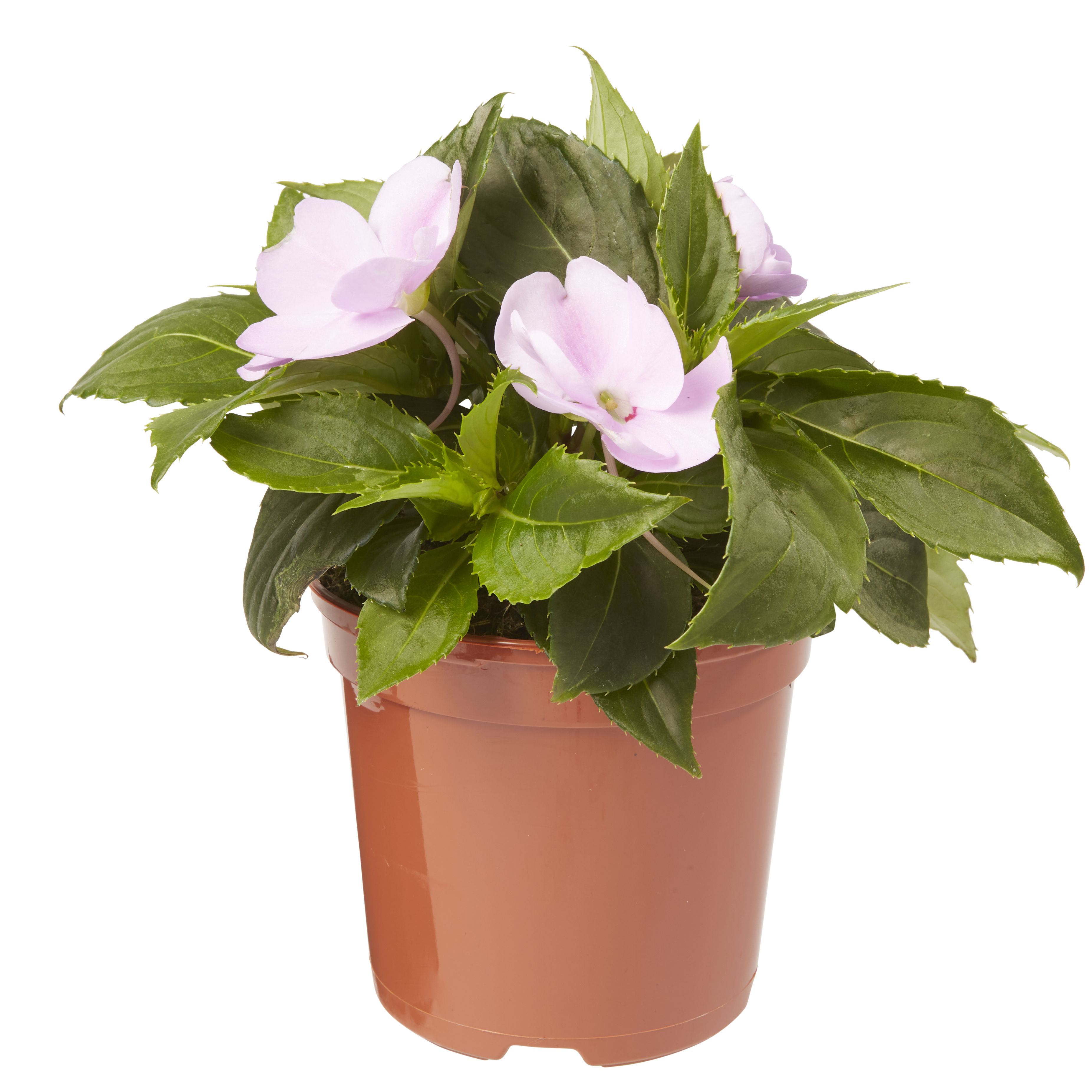 New Guinea Impatiens Lilac Summer Bedding plant, Pack of 4 DIY at B&Q