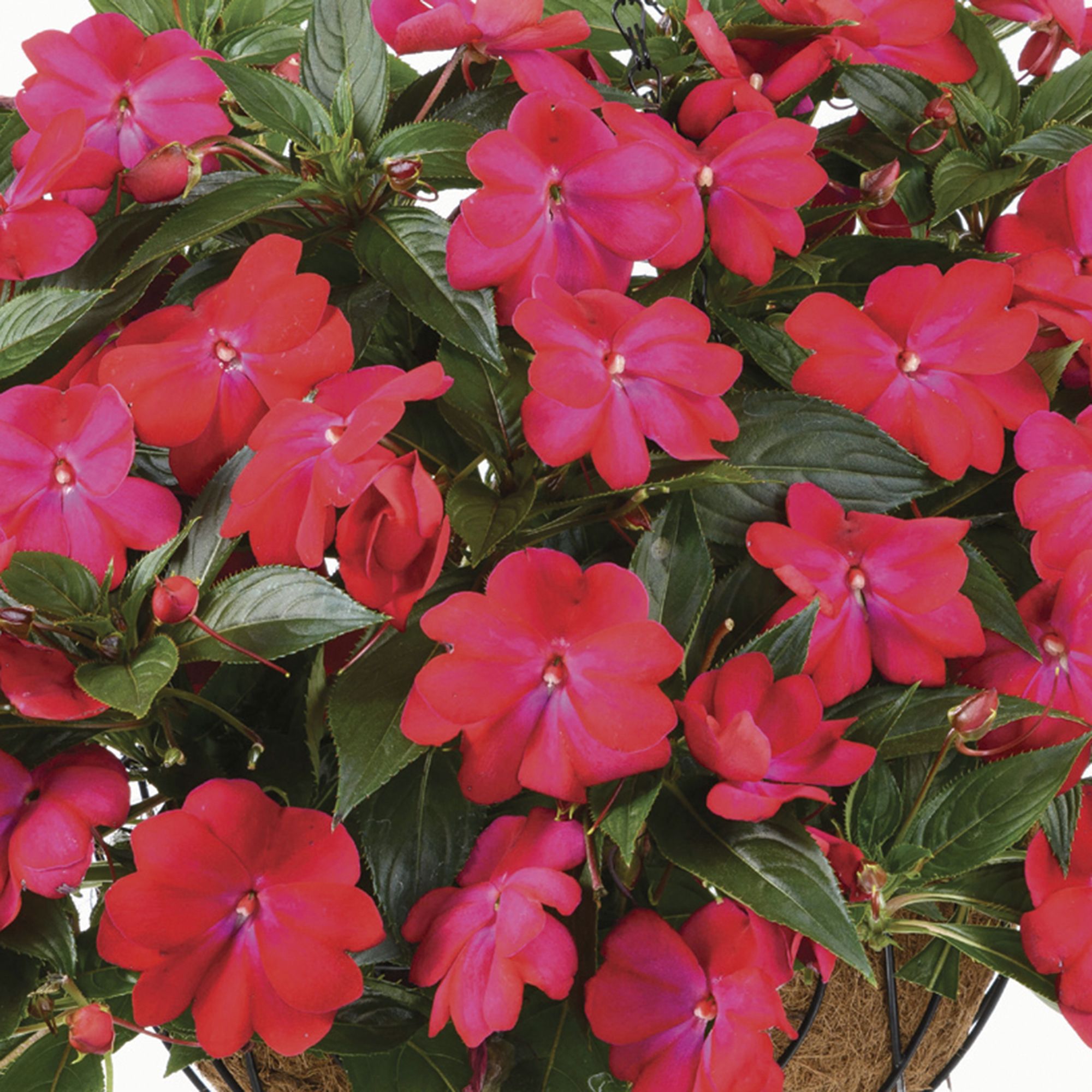 New Guinea Impatiens Neon Red Summer Bedding plant 13cm, Pack of 4