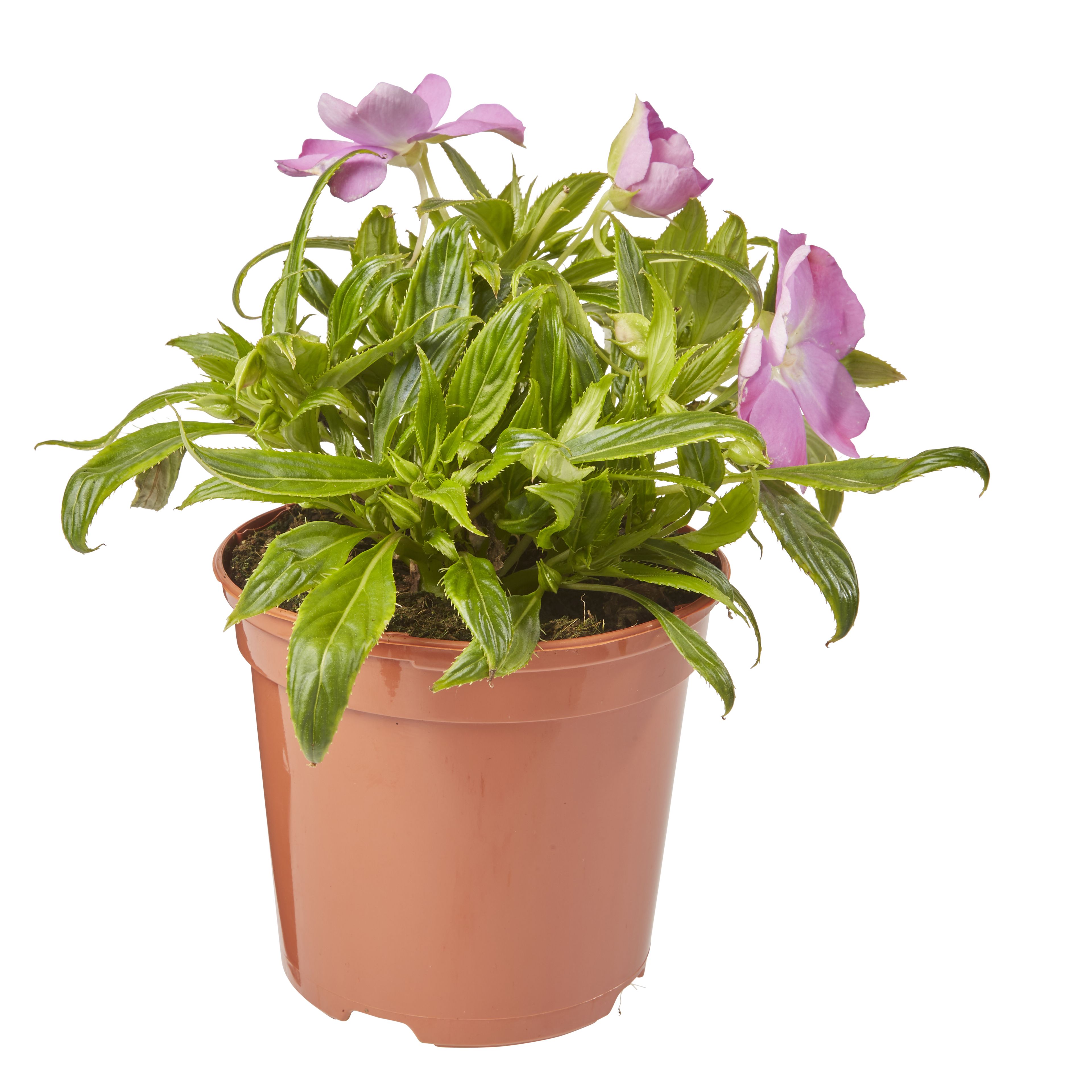 New Guinea Impatiens Pink Summer Bedding plant 13cm, Pack of 4