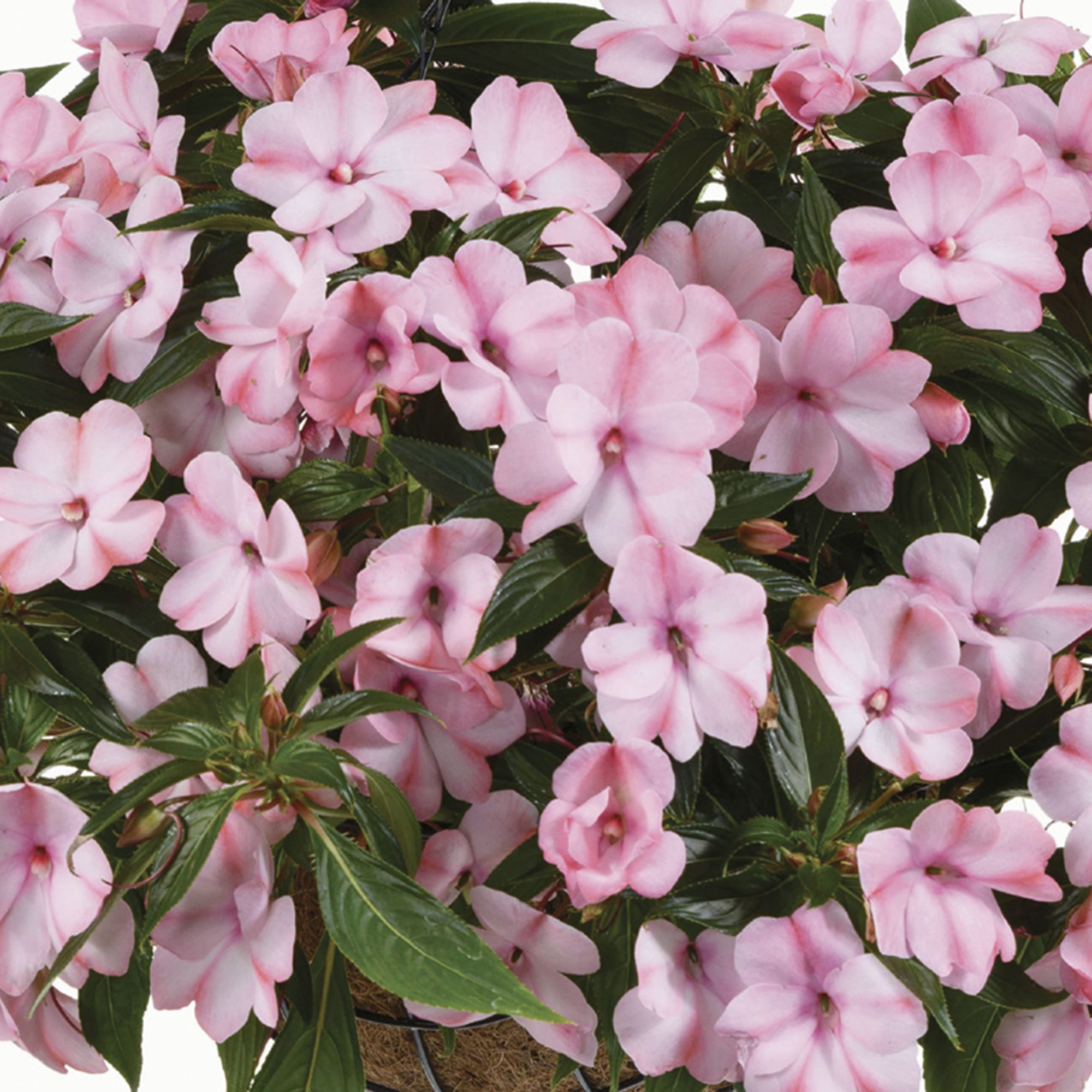 New Guinea Impatiens Pink Summer Bedding plant 13cm, Pack of 4