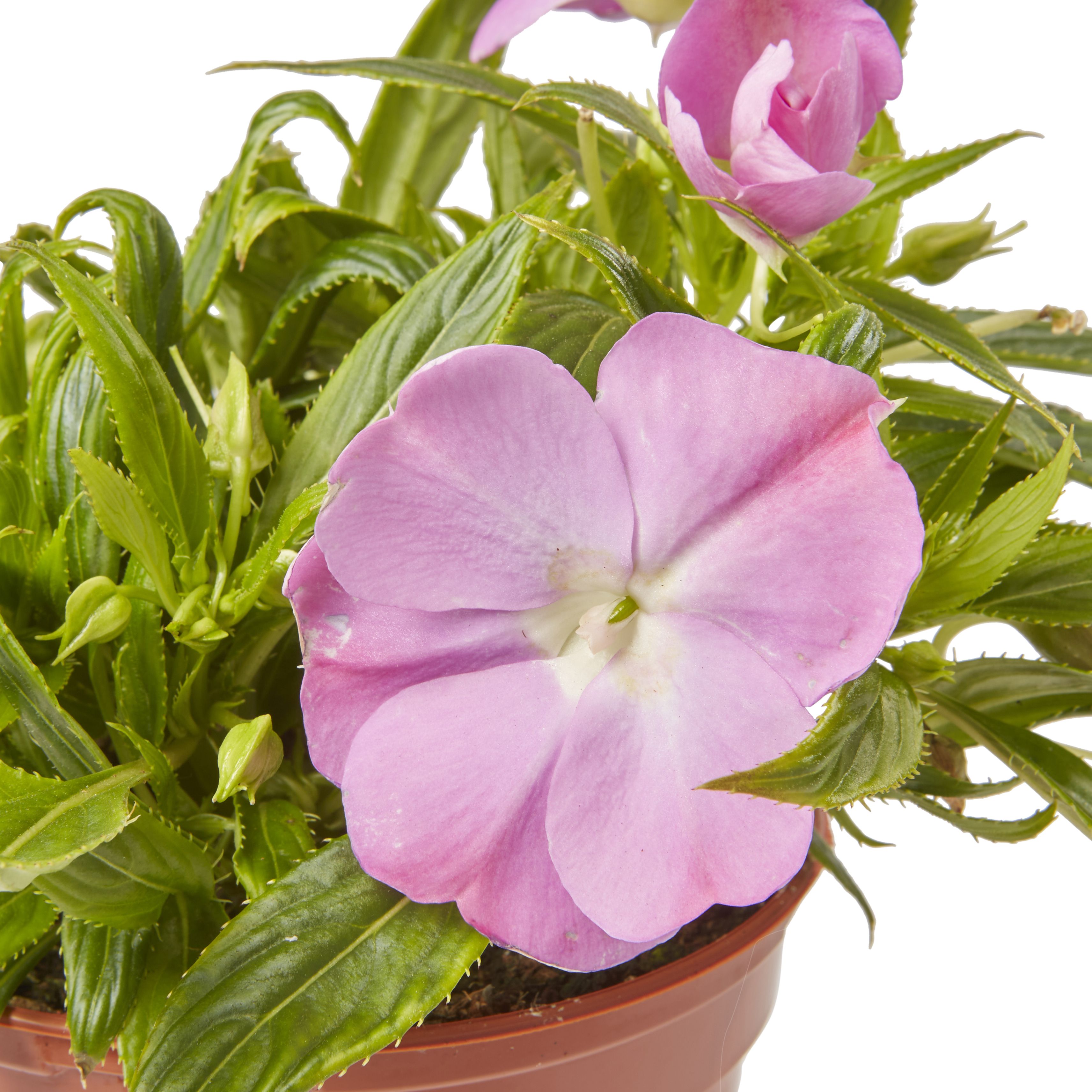 New Guinea Impatiens Pink Summer Bedding plant 13cm, Pack of 4