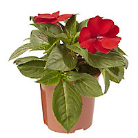 New Guinea Impatiens Red Summer Bedding plant 13cm, Pack of 4