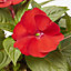 New Guinea Impatiens Red Summer Bedding plant 13cm, Pack of 4