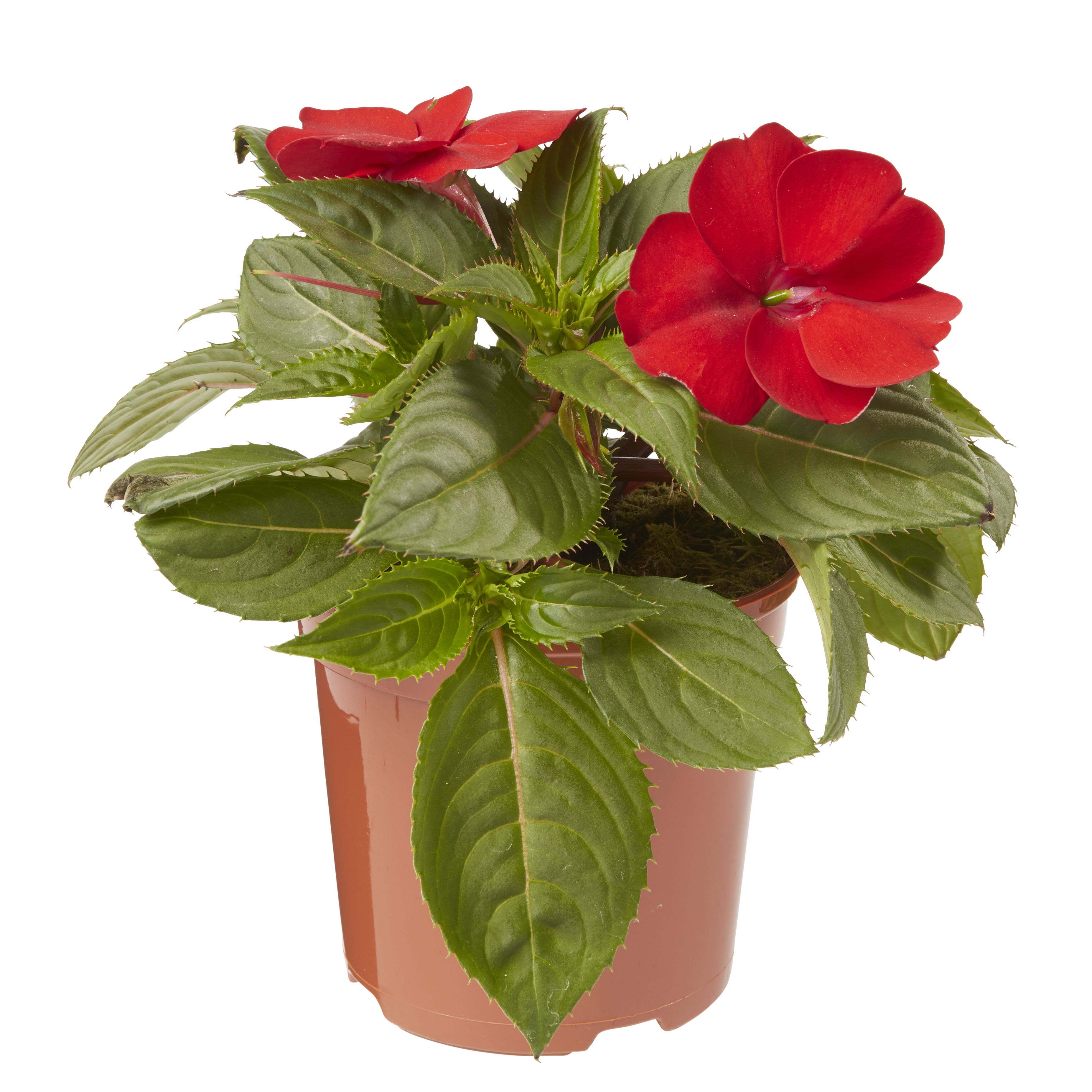 Image of Impatiens summer bedding plant