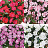 New Guinea Impatiens Trailing Summer Bedding plant 13cm, Pack of 4