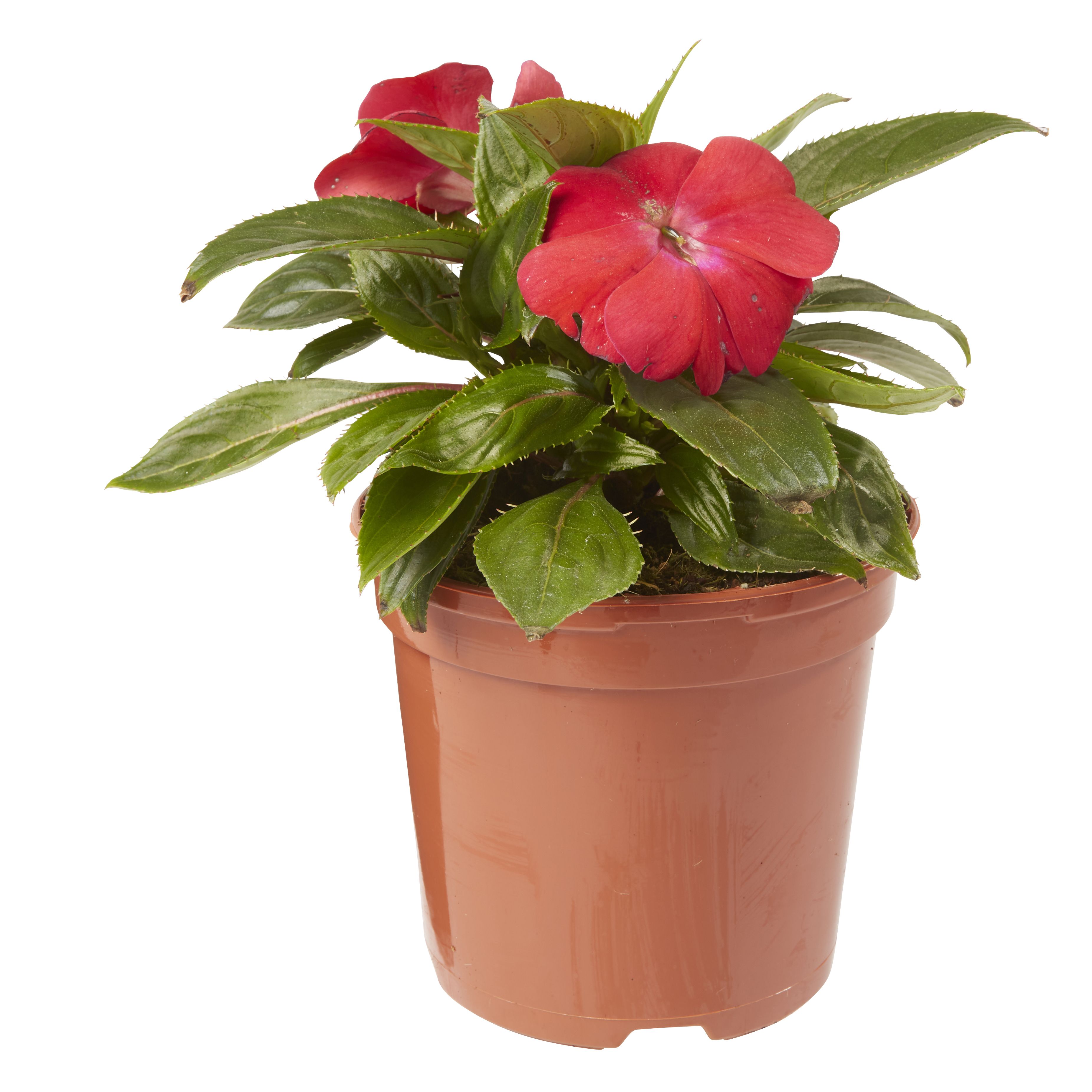New Guinea Impatiens Trailing Summer Bedding plant, Pack of 4 DIY at B&Q