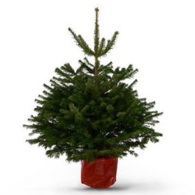 Nordmann fir Pot grown Christmas tree 150cm+