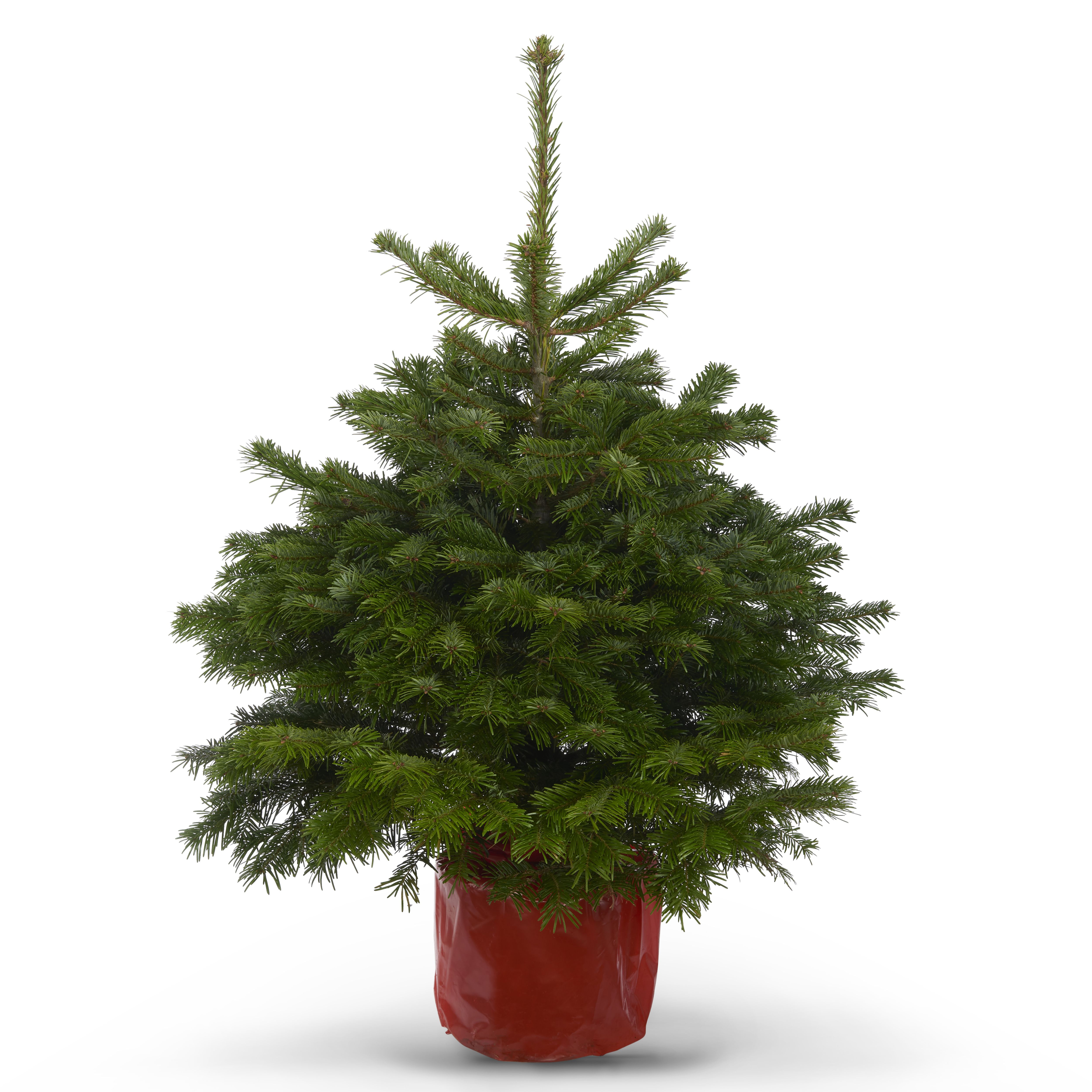 Nordmann fir Pot grown Christmas tree 80100cmm DIY at B&Q