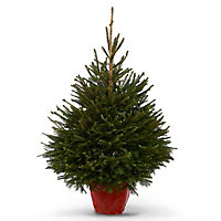Norway spruce Pot grown Christmas tree 150cm+