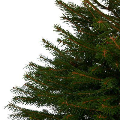 Norway spruce Pot grown Christmas tree 80-100cm | DIY at B&Q