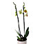 Orchid in 12cm Ceramic Decorative pot