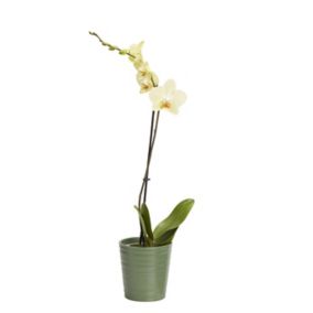 Orchid in 12cm Pot