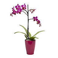 Orchid in 9cm Pot