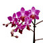Orchid in 9cm Pot