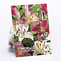 Oriental Lilies mixed Flower bulb, Pack of 10