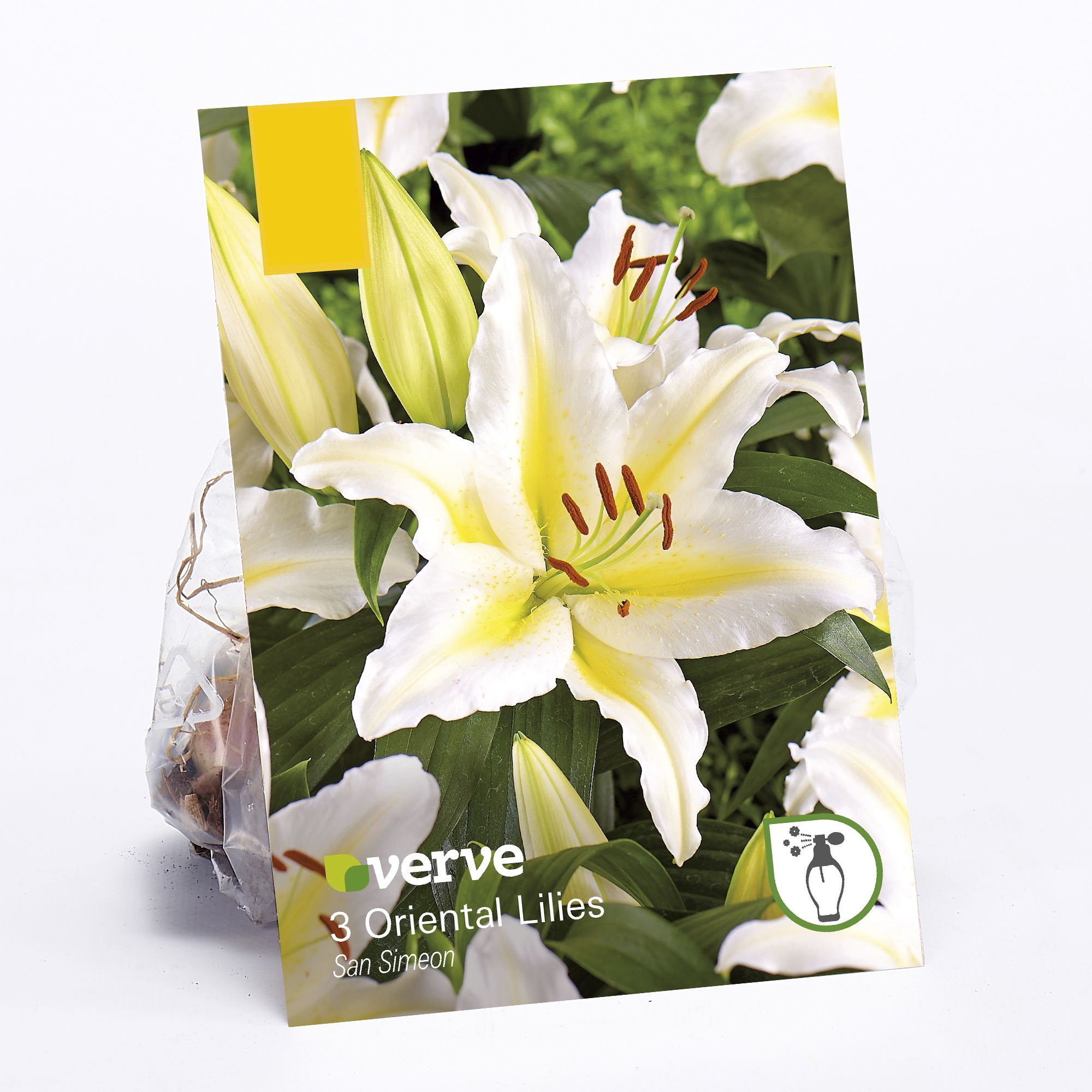 Oriental Lilies Primrose Hill Flower bulb, Pack of 3 DIY at B&Q