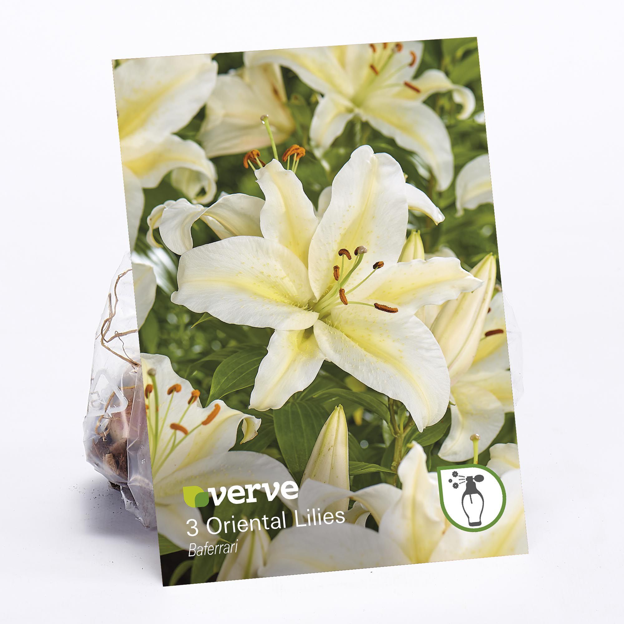 Oriental Lily Baferrari Flower bulb, Pack of 3 | DIY at B&Q