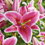 Oriental Lily El Capitan Pink Flower bulb Pack of 3