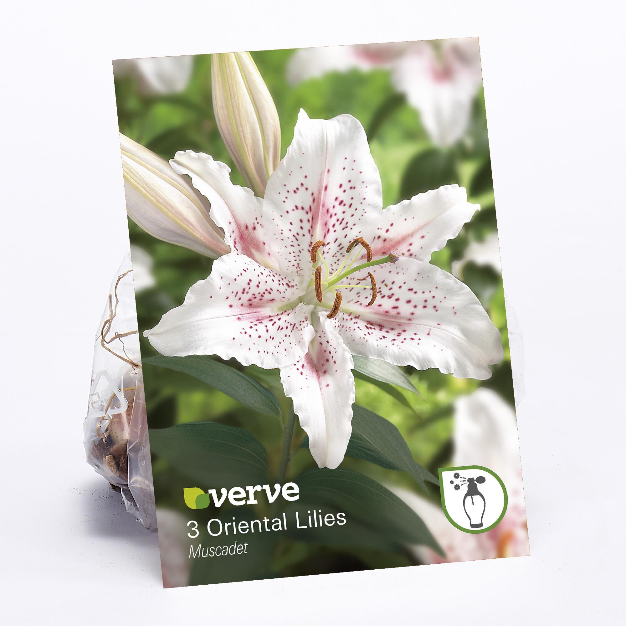Oriental Lily Muscadet 3 Flower bulbs