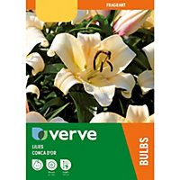 OT-hybrid Lily Conca D'Or Yellow Bicolour Flower bulb Pack of 3
