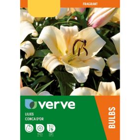 OT-hybrid Lily Conca D'Or Yellow Bicolour Flower bulb Pack of 3