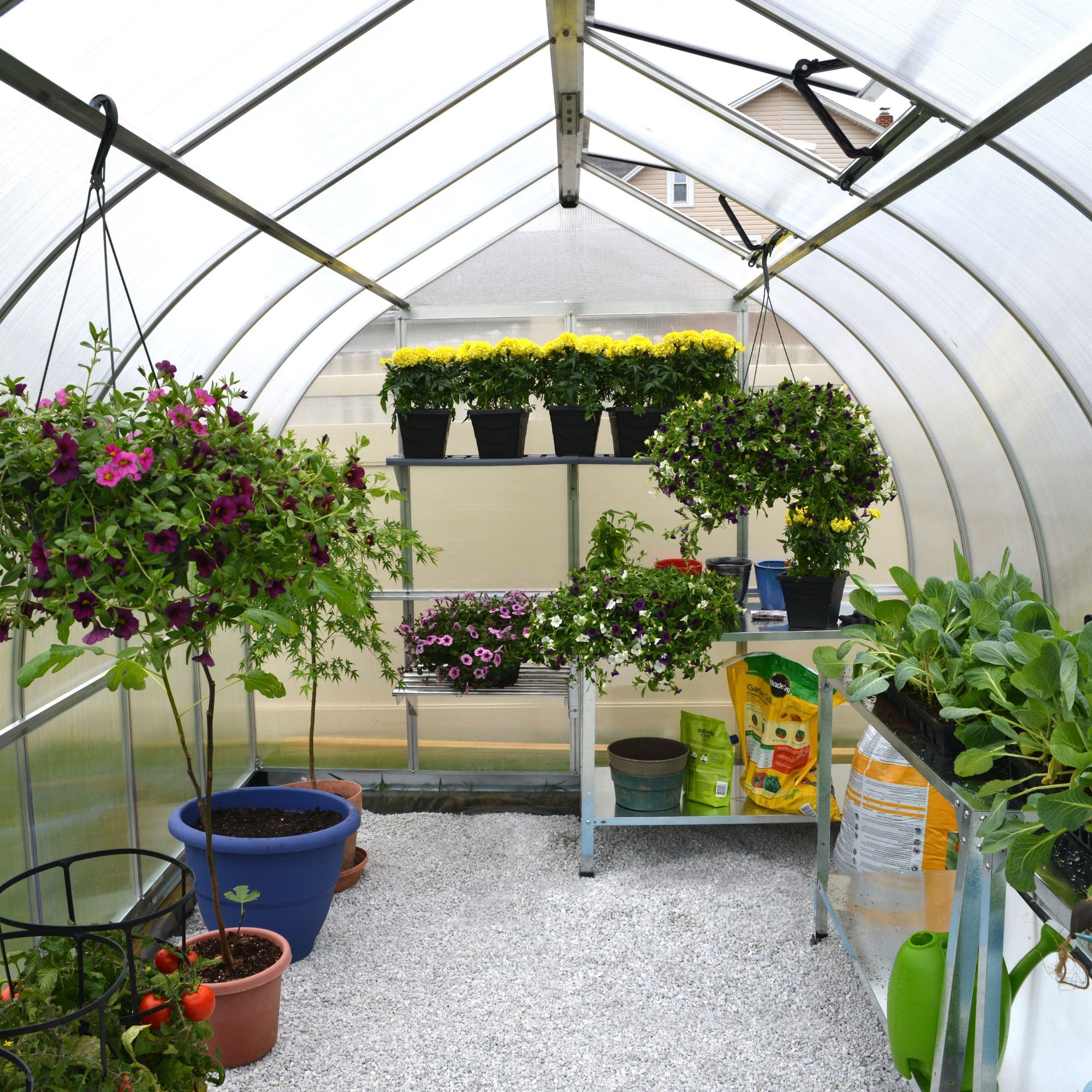 Palram Bella 8x12 Greenhouse