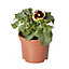 Pansy Autumn Bedding plant 10.5cm, Pack of 6