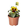 Pansy Autumn Bedding plant 10.5cm, Pack of 6