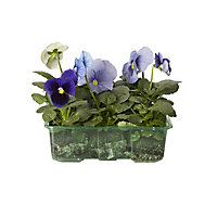 Pansy Autumn Bedding plant, Pack of 9