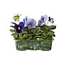 Pansy Autumn Bedding plant, Pack of 9