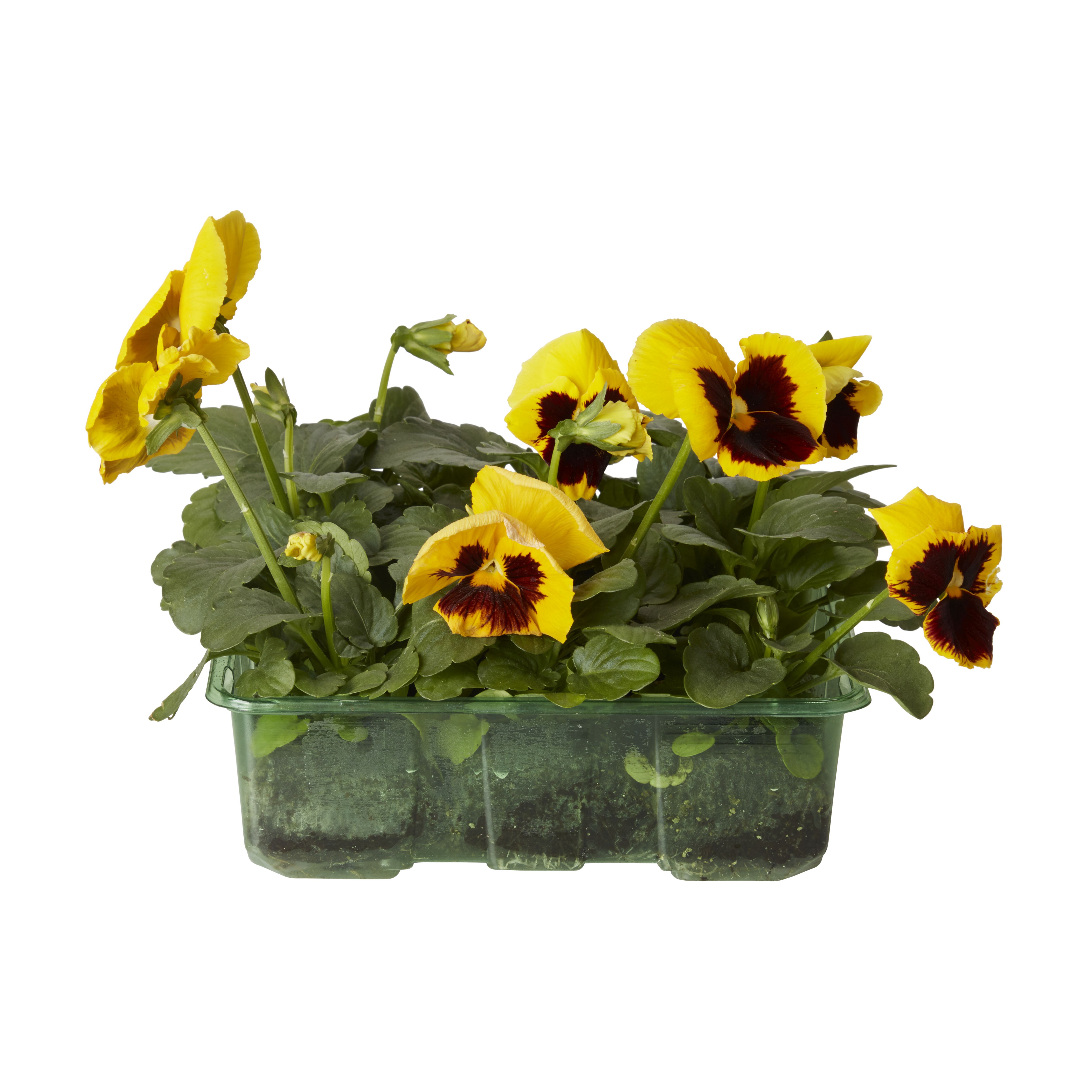 Pansy Mono Autumn Bedding plant, Pack of 9 DIY at B&Q