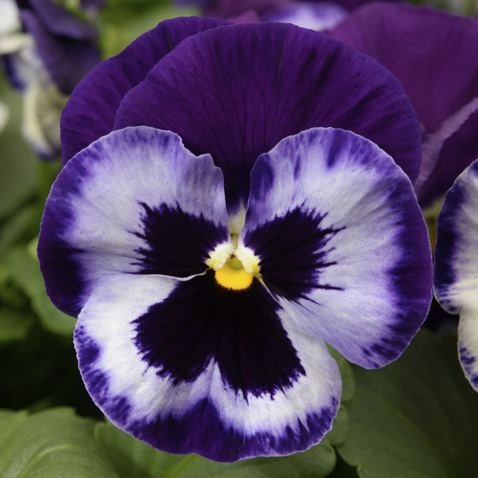 Pansy & primrose Autumn Bedding plant 10.5cm, Pack of 6