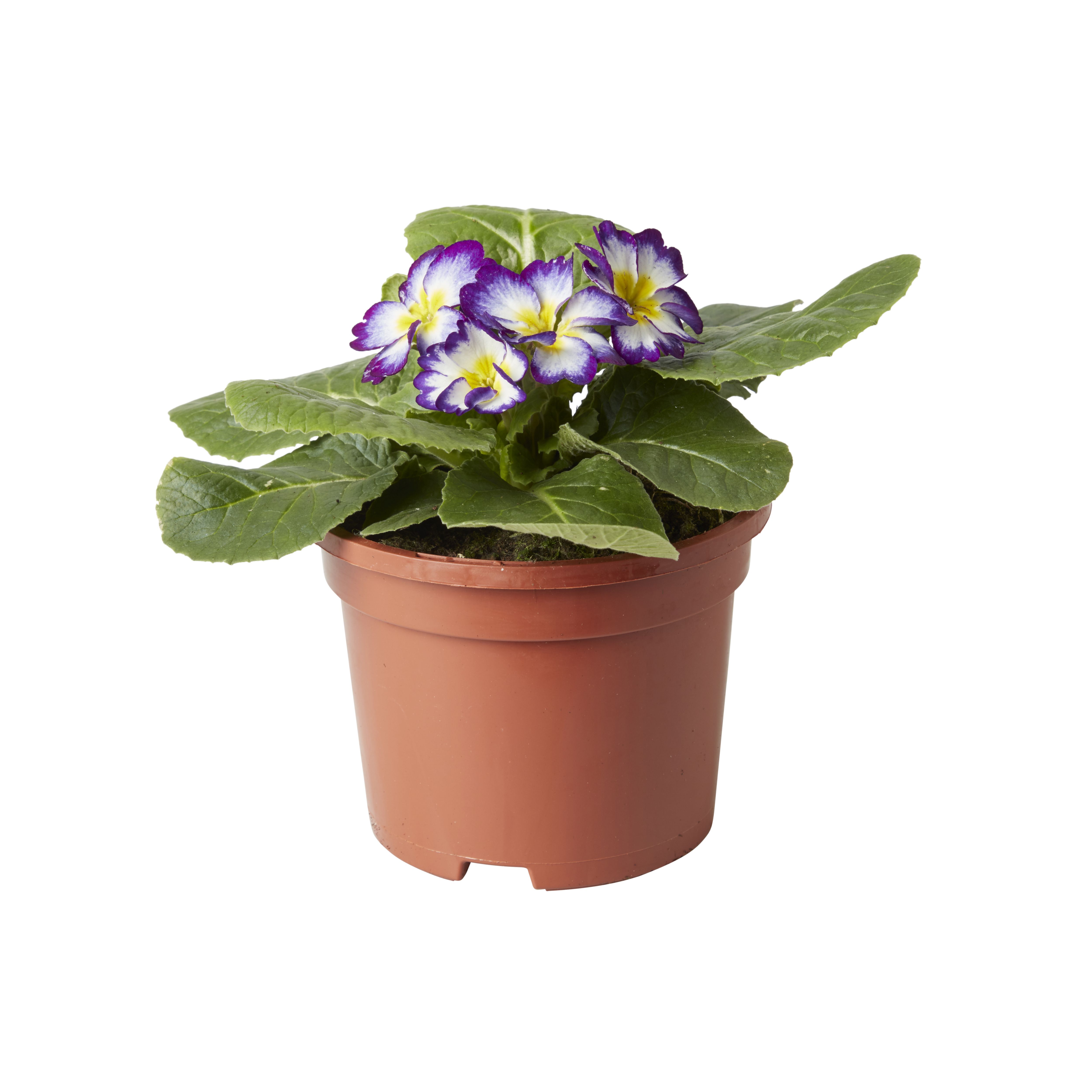 Pansy & primrose Autumn Bedding plant 10.5cm, Pack of 6
