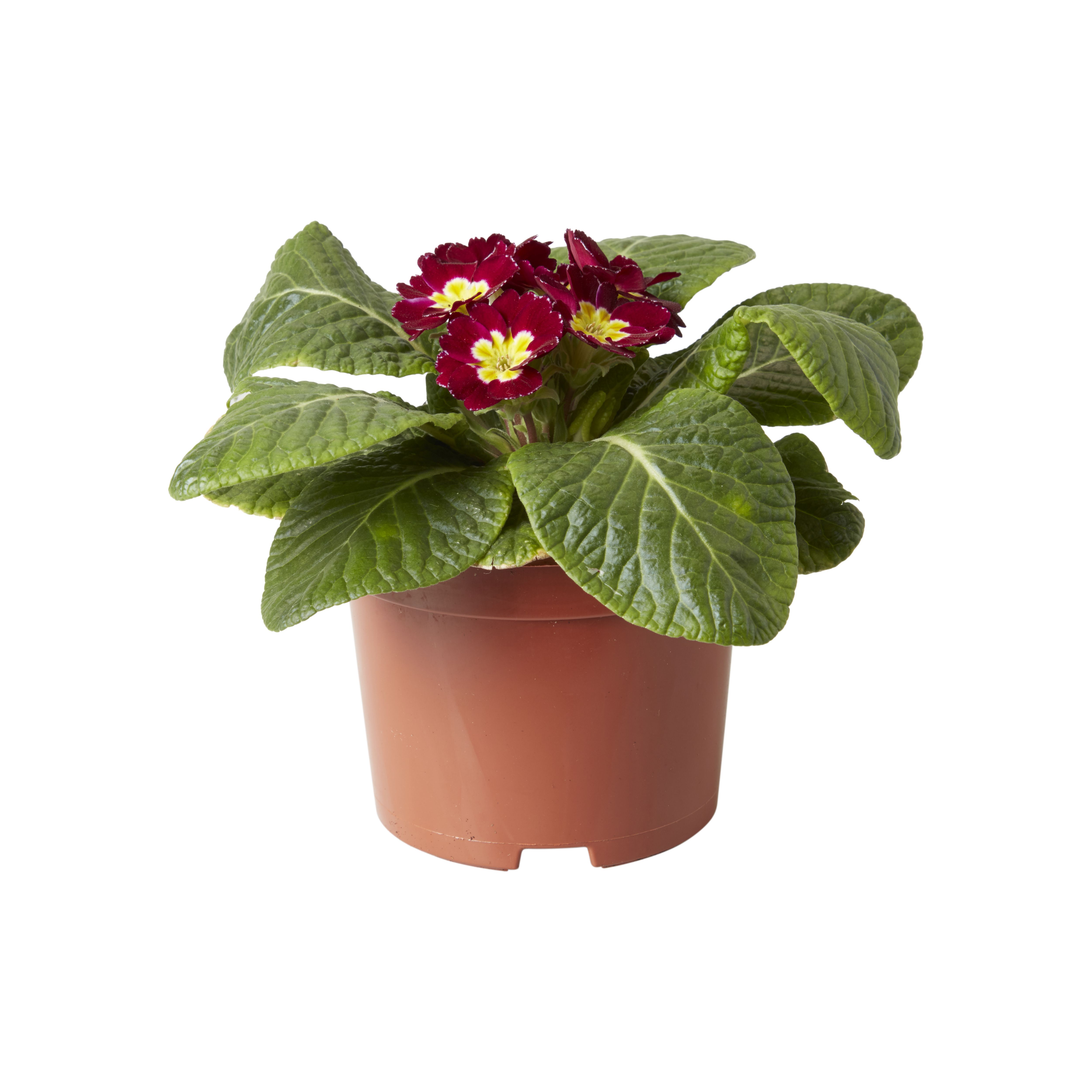 Pansy & primrose Autumn Bedding plant 10.5cm, Pack of 6