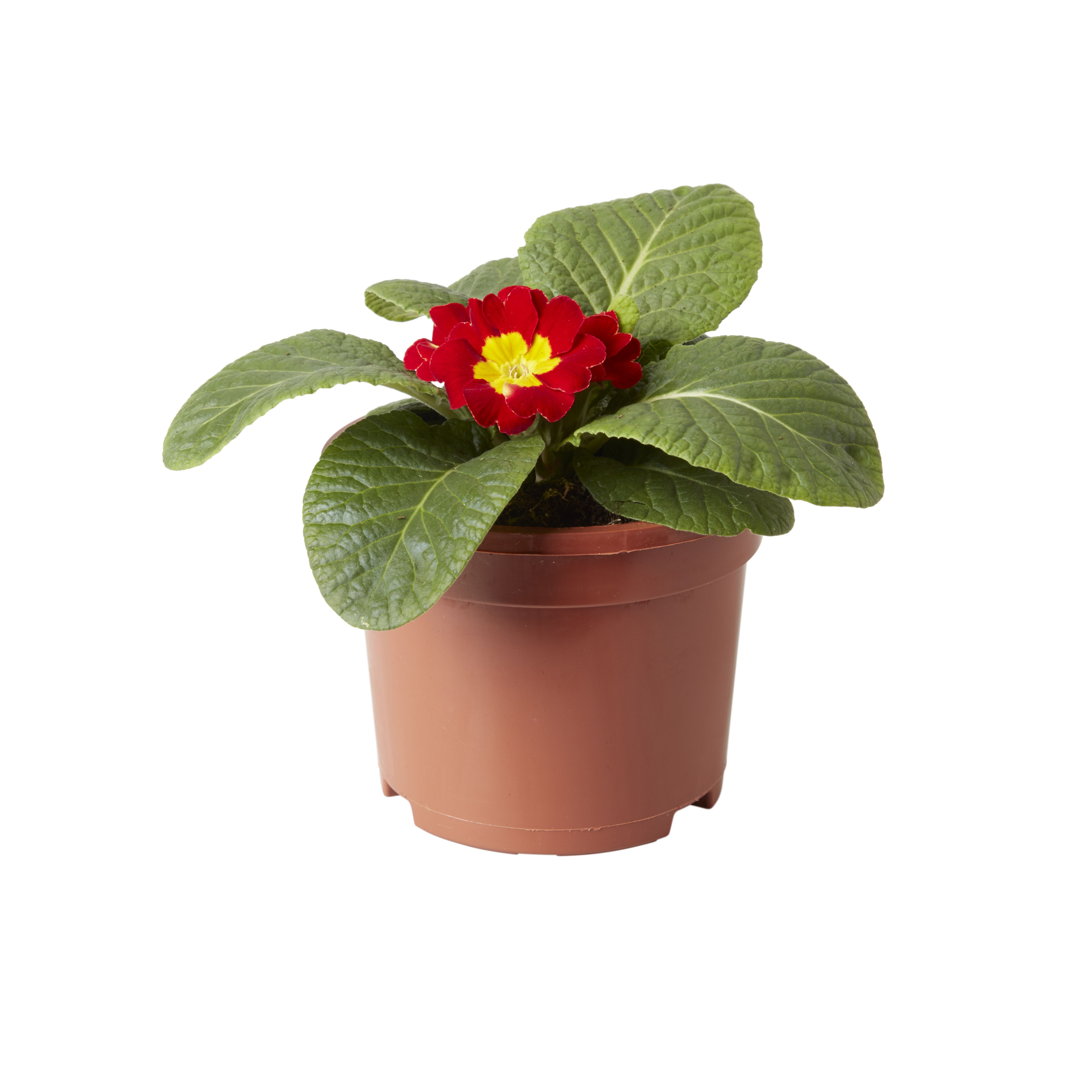 Pansy & primrose Autumn Bedding plant 10.5cm, Pack of 6