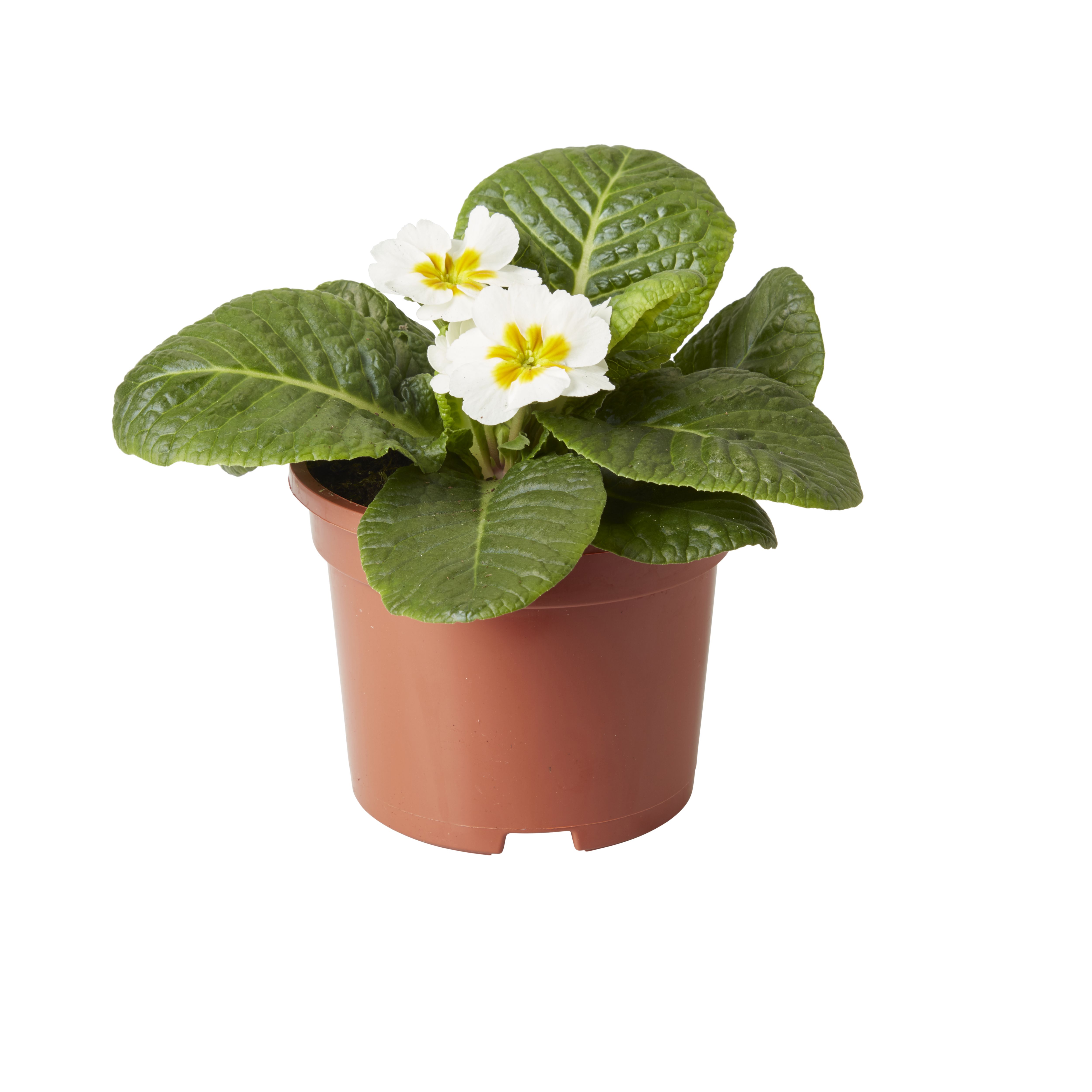 Pansy & primrose Autumn Bedding plant 10.5cm, Pack of 6