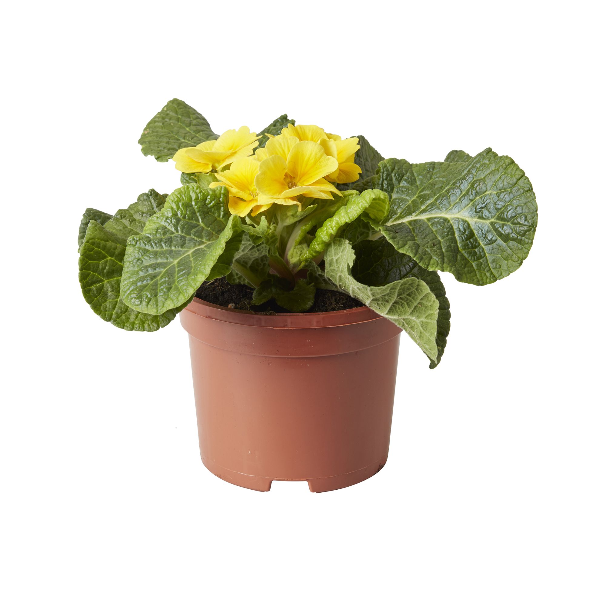 Pansy & primrose Autumn Bedding plant 10.5cm, Pack of 6