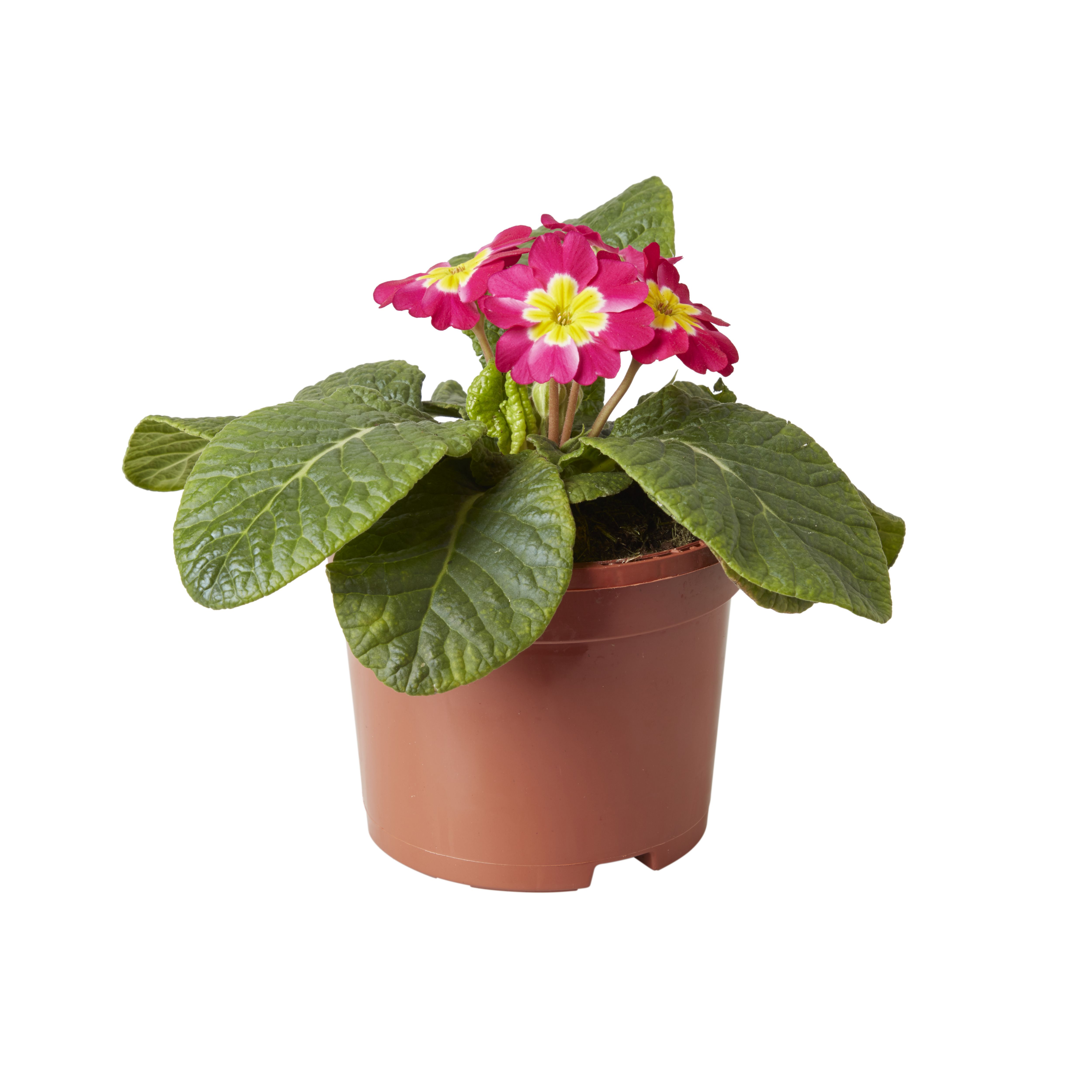 Pansy & primrose Autumn Bedding plant 10.5cm, Pack of 6