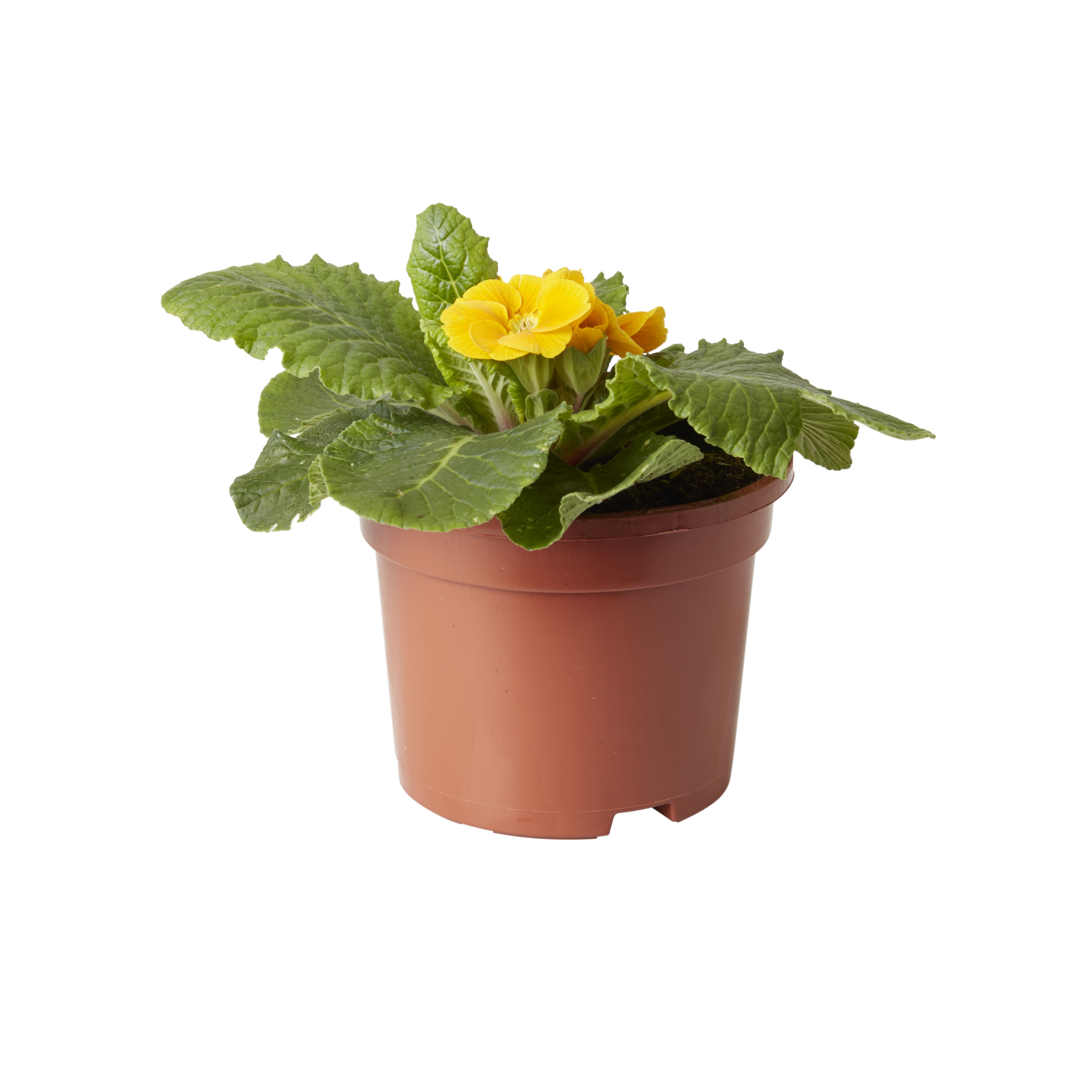 Pansy & primrose Autumn Bedding plant 10.5cm, Pack of 6