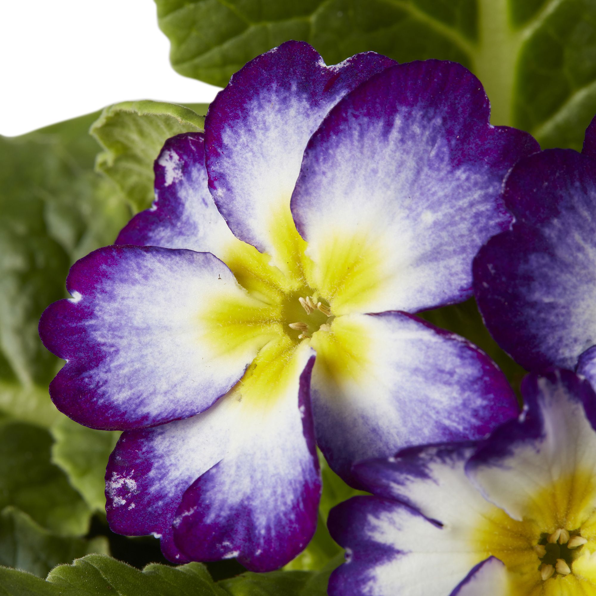 Pansy & primrose Autumn Bedding plant 10.5cm, Pack of 6