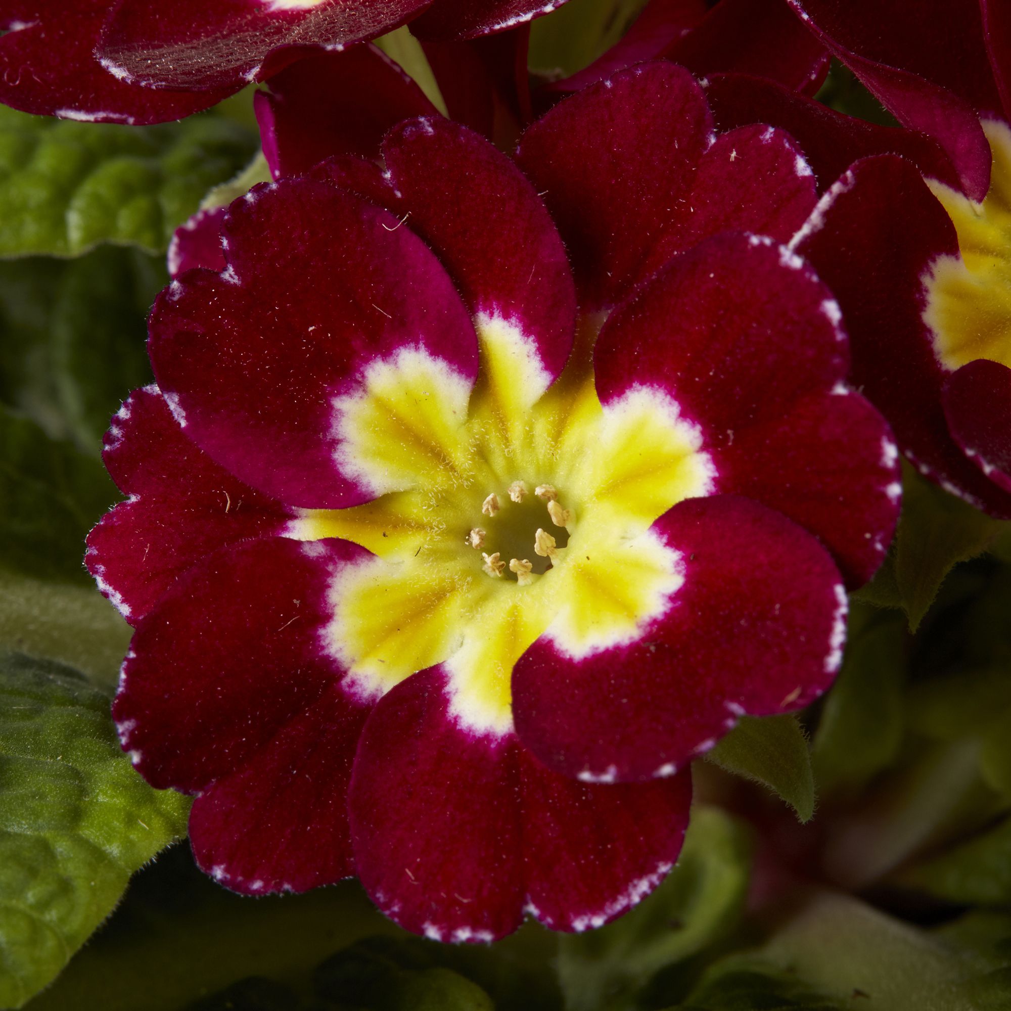 Pansy & primrose Autumn Bedding plant 10.5cm, Pack of 6